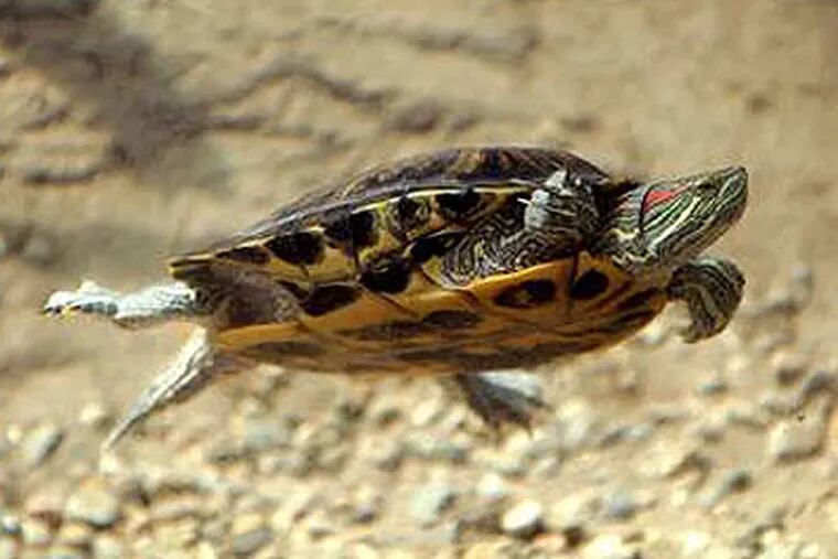 Public Enemy No. 1: A red-eared slider turtle. (Associated Press)