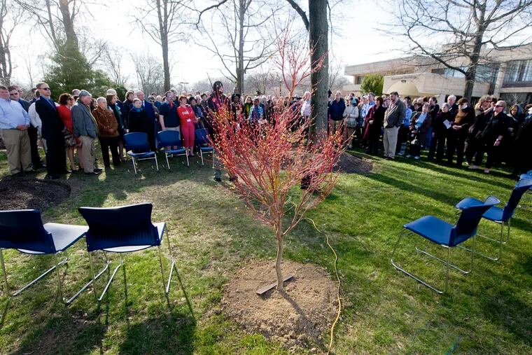 One of the two new trees planted in the renovated Garden of the Righteous Gentiles at the Siegel Jewish Community Center in Wilmington which was rededicated during a ceremony Sunday, April 7, 2013.  Originally dedicated in 1983, this Garden of the Righteous was the first monument outside Israel to honor Christians who helped save Jewish lives during the Holocaust. ( CLEM MURRAY / Staff Photographer )