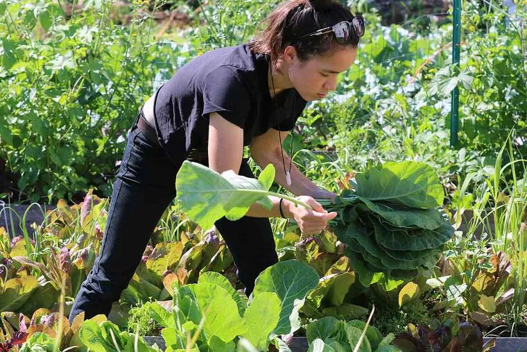 Volunteer Bay Nguyen, 24, picks collard greens at a community garden in East Camden.