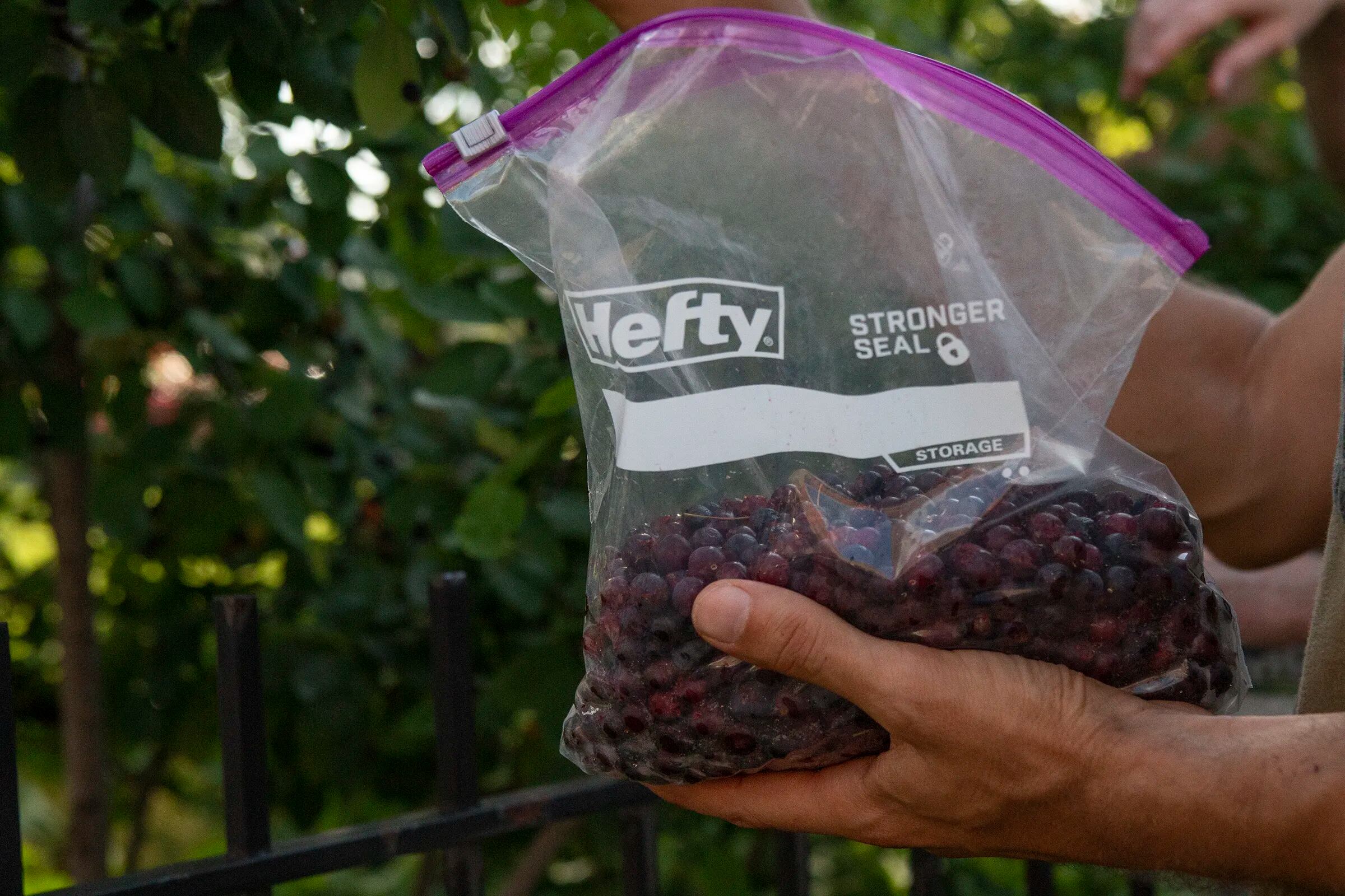 Behold The Juneberry Philly S Sweetest Secret And The Harvesters Who Pluck Them From The Sidewalks Mike Newall