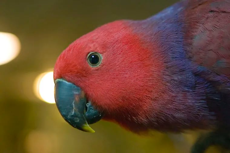 This Grand Eclectus parrot lives in Marty and Marcy Dunne&#0039;s 600-or-so-square-foot bird room.