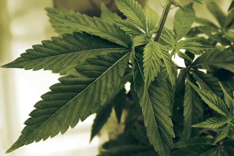 FILE – Marijuana plants grow under lights.