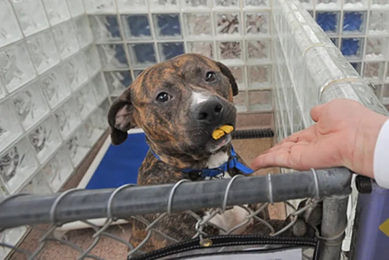 Rescued dog Simba gets biscuits at the PSPCA on Erie Avenue in Philadelphia. (Sharon Gekoski-Kimmel / Staff Photographer)