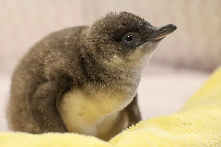 Adventure Aquarium in Camden has announced a naming contest for its newest little blue penguin chick born on Feb. 12.