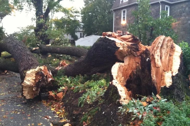 A rotten tree in East Oak Lane  was no match for Sandy. Seventh and Oak Streets Oct. 30, 2012 (Photo: Sam Wood/ Staff)