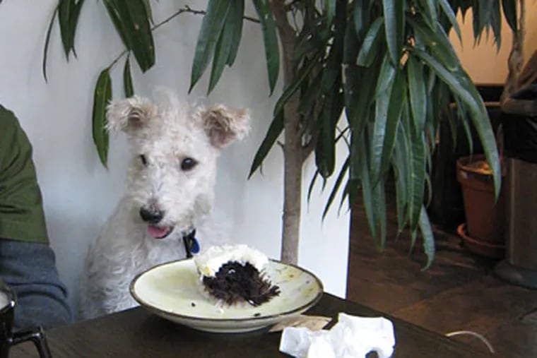 Sabina Louise Pierce's wirehair fox terrier, Maddie, resisting a bite of cake. Maddie inspired the how-to for home cooks &quot;The Culinary Canine.&quot;