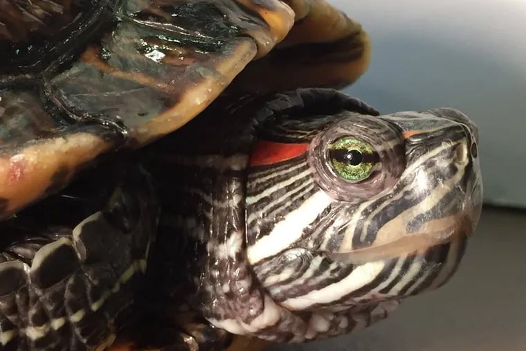 File: A red-eared slider turtle.