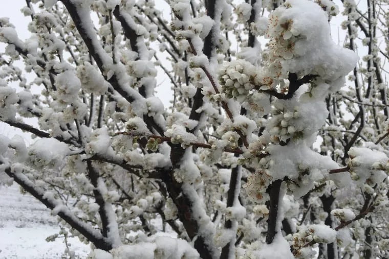 Snow on plum trees in Gloucester County, New Jersey. File photo.