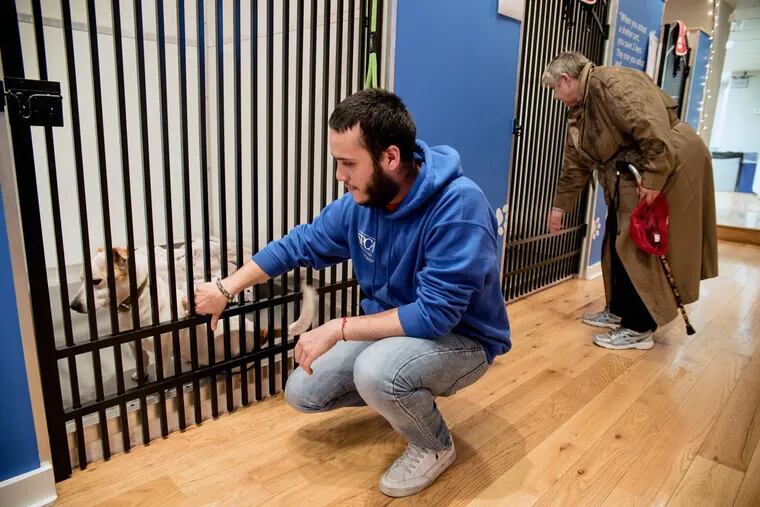 Christian Perez, a customer service associate at the SPCA's new Fishtown storefront, plays with Jake, who is awaiting adoption.