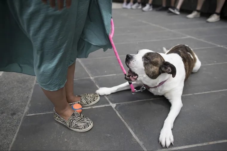 Veterinarians in Brooklyn have reported a growing resistance to vaccinating pets.