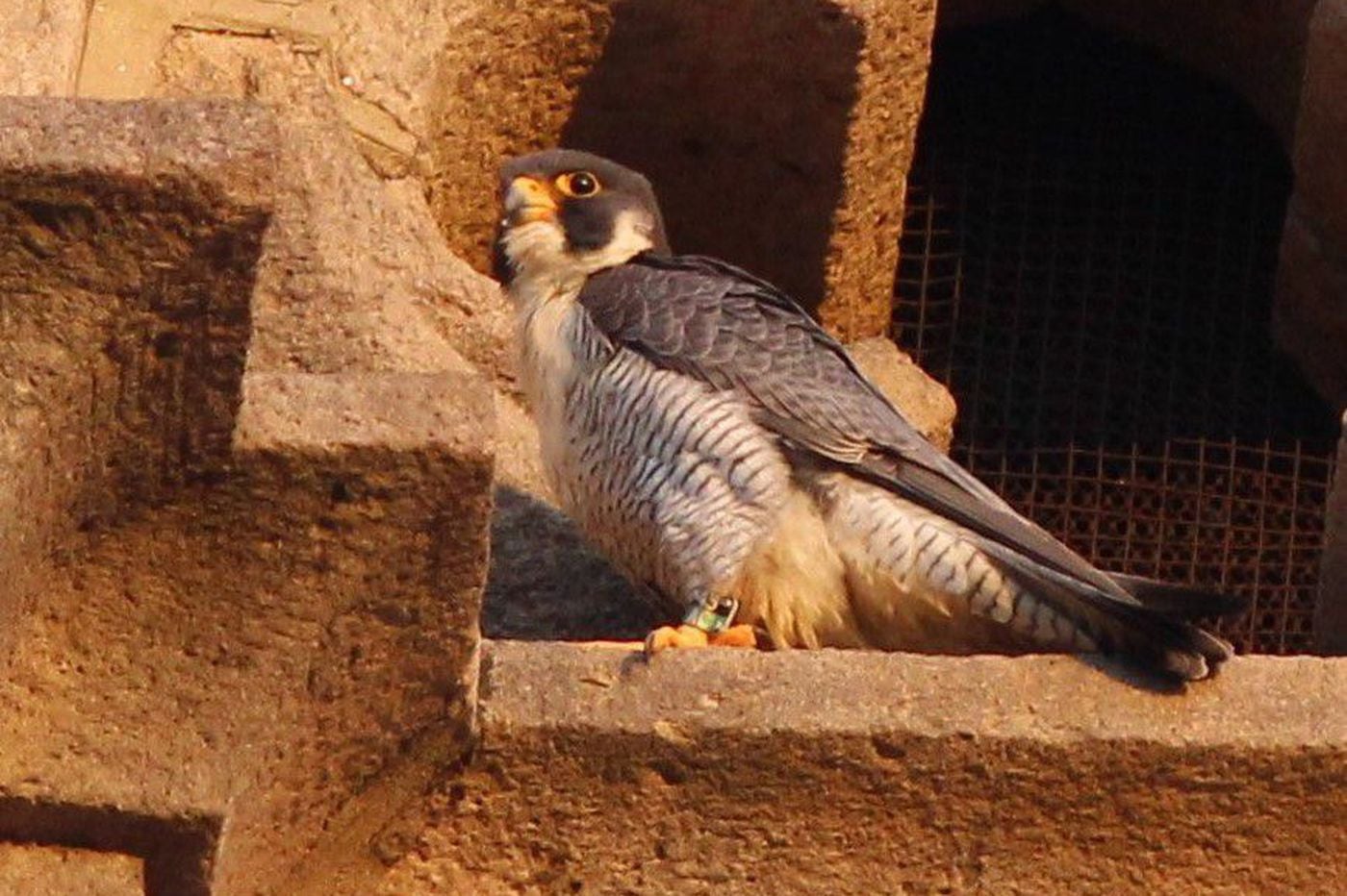 Peregrine Falcon That Lived In Manayunk Steeple Found Dead