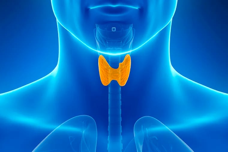 Located over the windpipe , the two-inch-long thyroid uses iodine from digested foods to make hormones that regulate heart rate, blood pressure, breathing, and more.
