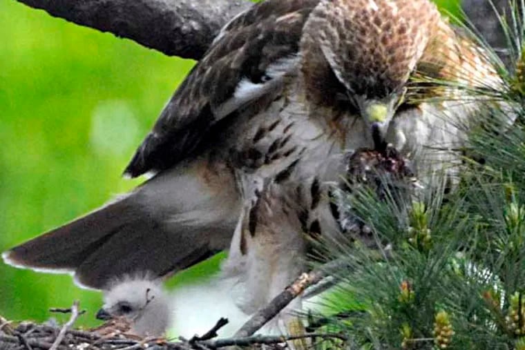 The hawks that have been nesting in a towering pine tree at St. Joseph's University - where they are a big deal because the school mascot is the hawk - have had chicks.