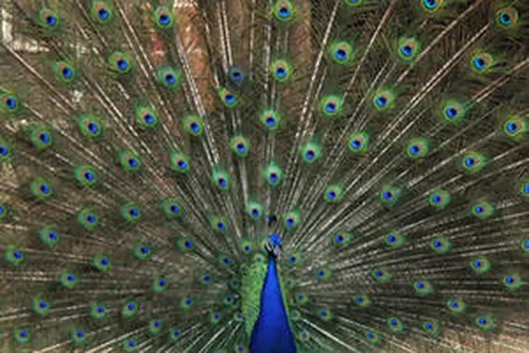 The peacock&#0039;s gorgeous tail wins the girl, or peahen. Human males likewise use &quot;peacocking&quot; to curry female favor.
