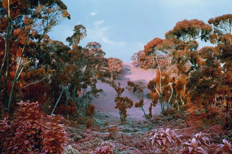Detail from Richard Mosse’s photograph, “The Crystal World,”(2011), Arcadia University Art Gallery