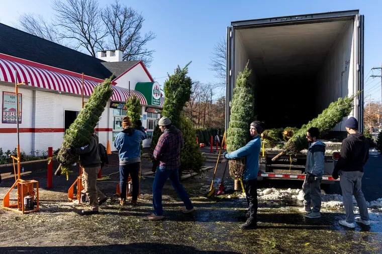 Workers with Trev’s Trees are unloading about 850 Christmas trees at a Rita’s Water Ice in Moorestown.