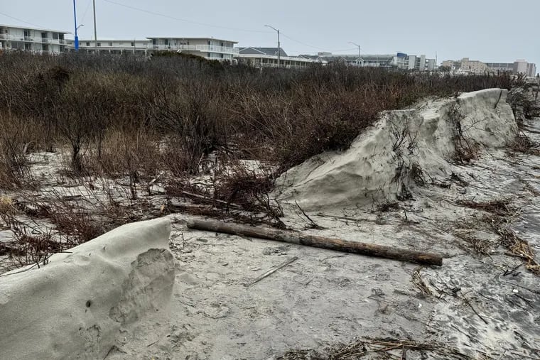 What's left of the dune in North Wildwood, between 12th and 15th Street after recent storms. The city is seeking an emergency authorization to build a bulkhead to protect the city's storm sewer runoff system and property on the other side of the brush.