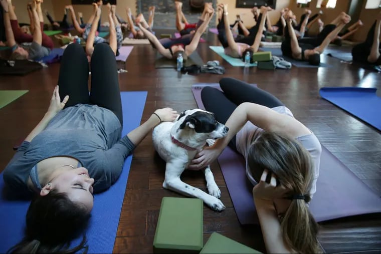 Rachel Mazza (left) and Alyssa Hansen pet Lacy during a puppy yoga session at Amrita Yoga and Wellness in Fishtown. The session was cohosted with Morris Animal Refuge to promote the adoption of homeless dogs housed at the refuge.