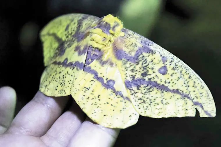 A female Imperial moth was attracted to Moth Mania at Bowmans Hill Wildflower Preserve in New Hope on July 23, 2014. A mercury vapor bulb was used to attract the moths to the hanging sheet. ABOUT MOTH MANIA: Join Elena Tartaglia, PhD to explore nighttime nature! This program is part of the citizen science project, National Moth Week (July 19-27, 2014). We’ll start the program with a presentation about the important role of moths in the ecosystem and then head out for up-close observation of the fascinating insects attracted to a black light in our meadow. All ages and experience levels are welcome. 
National Moth Week (NMW) is a week-long, global mothing event to promote the understanding and enjoyment of moths and to raise awareness about biodiversity.  NMW is a project of the Friends of the East Brunswick Environmental Commission (Friends of EBEC), a 501c-3 nonprofit organization. For more information about NMW, visit www.nationalmothweek.org  ( ELIZABETH ROBERTSON / Staff Photographer )