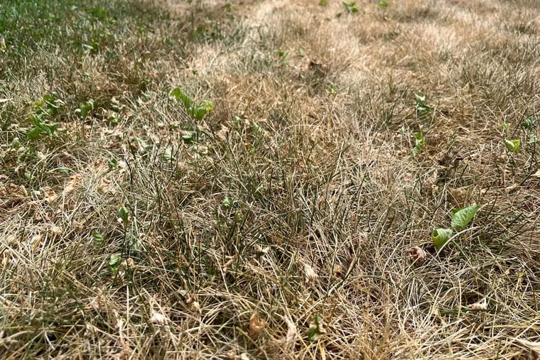 A lawn turning brown in Cherry Hill, N.J. amid an "abnormally dry" period in July, 2022.