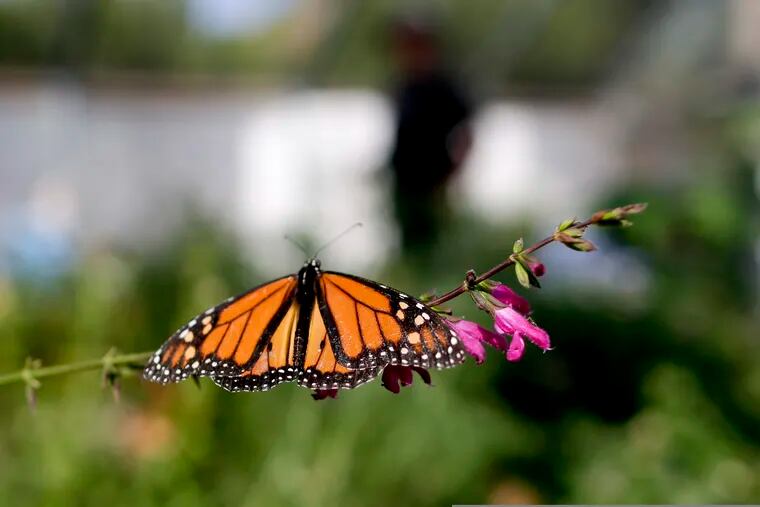 FILE- In this Aug. 19, 2015 photo, Tom Merriman stands behind a monarch in his butterfly atrium at his nursery in Vista, Calif.  Researchers with an environmental group are labeling as "disturbingly low" the number of western monarch butterflies that migrate along the California coast. A recent count by the Xerces Society recorded fewer than 30,000 butterflies, which it says is an 86 percent decline since 2017. (AP Photo/Gregory Bull, File)