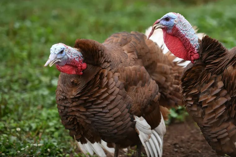 A pair of Red Bourbon heritage-breed turkeys are shown at the Quarry Hill Farm in Harleysville, Montgomery County.