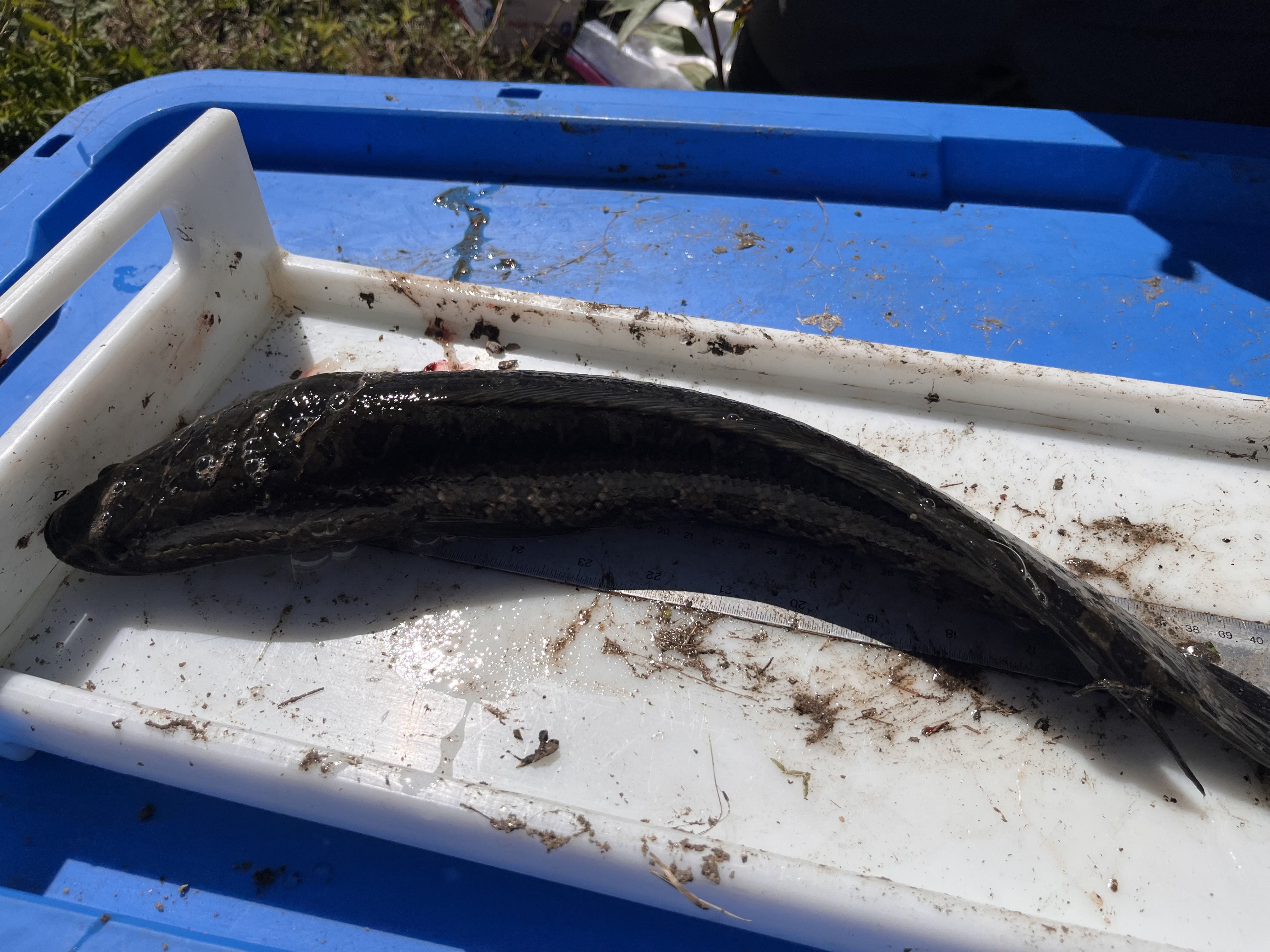 Invasive snakehead fish now dominate many Philly-area water ways