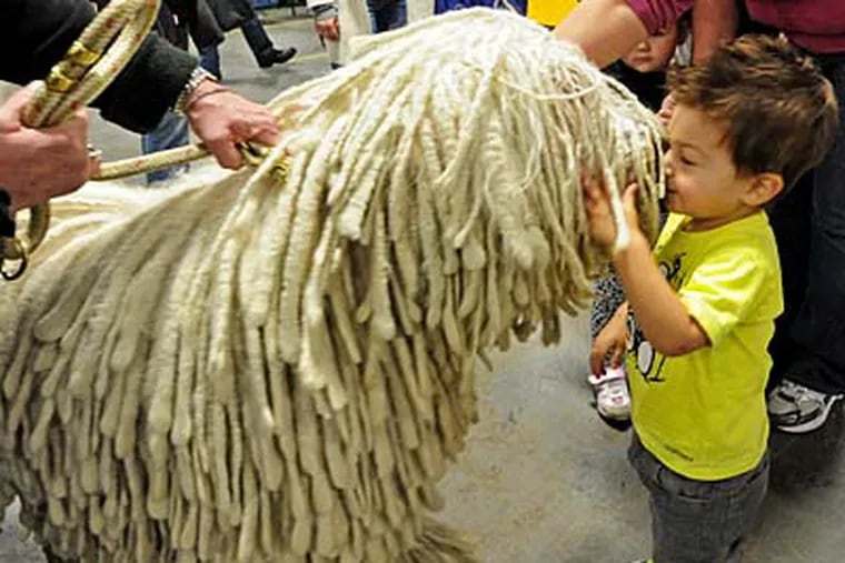 Gabriel Hassinger, 18 months, of West Chester, greets Chauncey, a komondor owned by Denise Wilczewski of Wall Township, N.J. With Gabriel was his mother, Lauren. APRIL SAUL / Staff Photographer