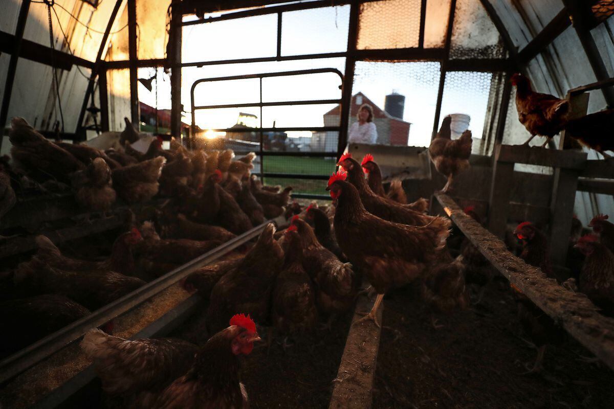 Why Pa. could see more chicken farming due to climate change - The Philadelphia Inquirer