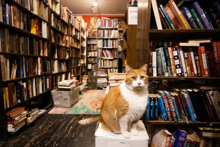 Dr. Abraham Horatio Pickles is the live-in cat at The Book Trader on 2nd Street in Old City. He's one of several cats featured on the ShopCats app, which allows users to map and review shop cats in cities all over the world, including Philadelphia.
