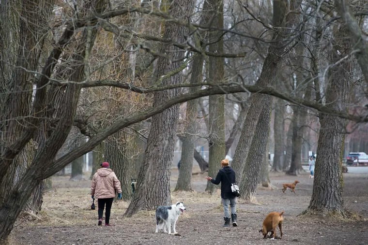 Canine influenza is on the rise among dogs in Philadelphia area
