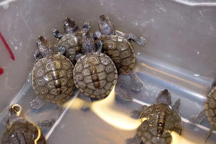 Baby diamondback terrapin turtles swim in a container at the Marine Academy of Technology and Environmental Science in Manahawkin, N.J. Legislators recently introduced a bill to make it illegal to catch or take the turtles from the wild.