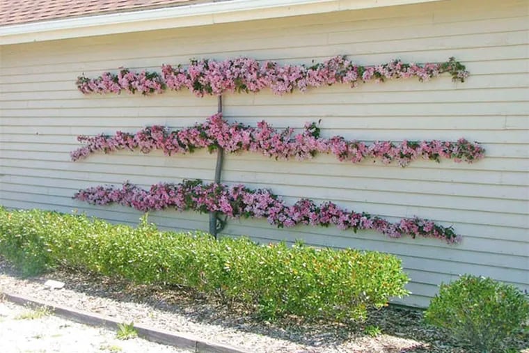 'Garden-pedia' codifies terms that new and veteran gardeners use. One is an espalier, left, a plant grown in a single plane, often vertically against a wall or other support structure. (MARIA ZAMPINI)