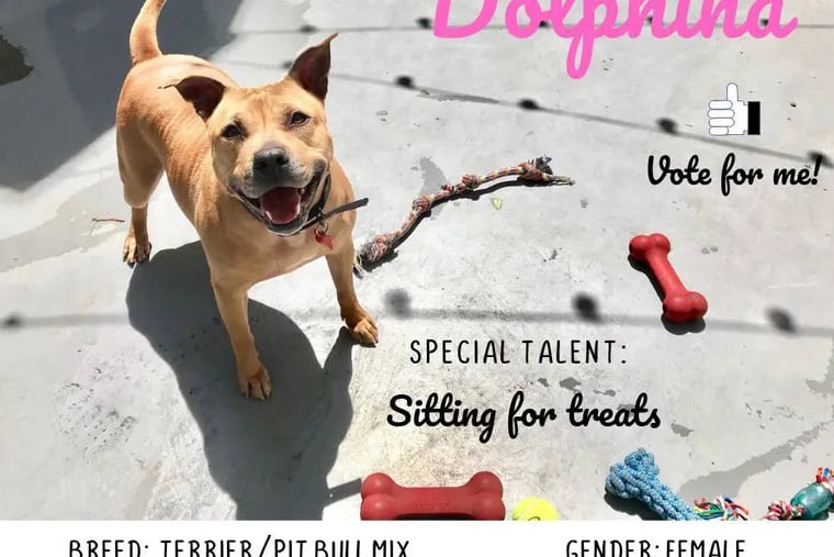 Dolphina won a social media contest to become the Philadelphia Water Department's "spokesdog" for an anti-animal waste campaign.