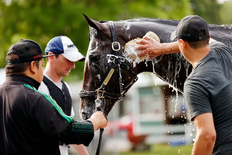 We the People is bathed Tuesday after a morning workout before  the 154th running of the Belmont Stakes at Belmont Park.