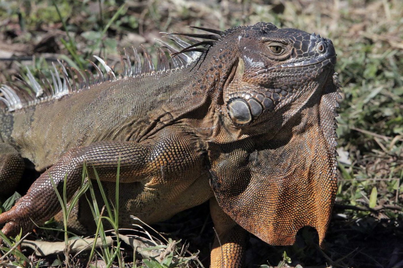 Iguanas are falling out of trees in Florida because it's so cold