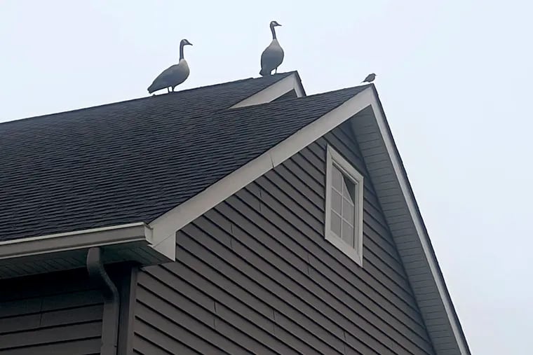 Canada geese on a rooftop in South Jersey.