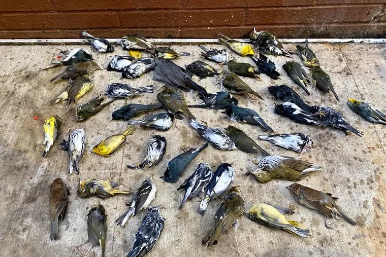 Some of the 400 birds Stephen Maciejewski collected in Center City Philadelphia Oct. 2, during what Pennsylvania Audubon says a rare event with from 1,000 to 1,500 birds colliding into buildings in just a three block area.
