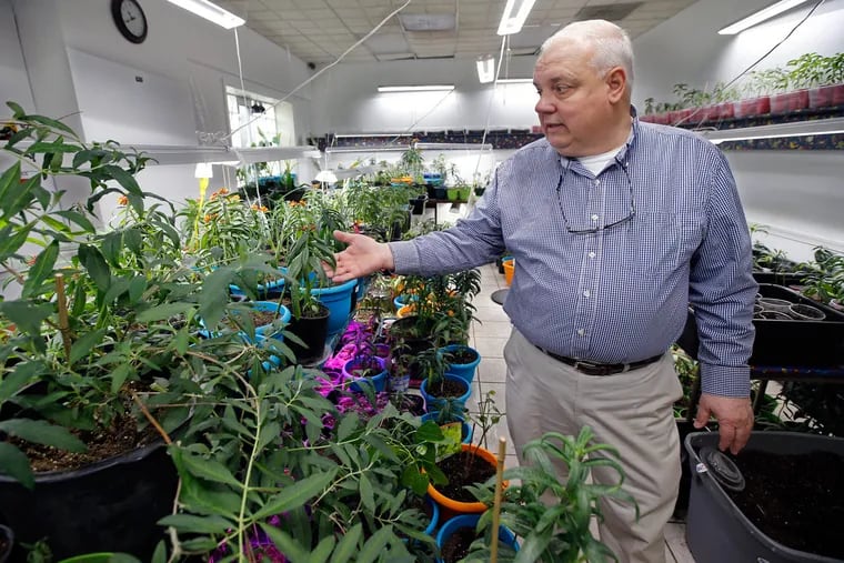 Steve Kanya inspects one of his grow rooms that hold hundreds of milkweed plants.