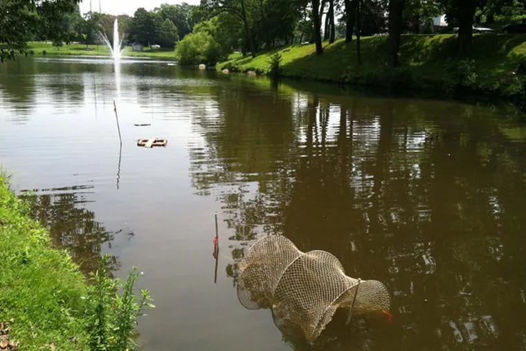 Traps used to catch the Eastern red-bellied turtle are seen in Eastlake Park in Ridley Park Borough. ( Mari Schaefer/Staff )