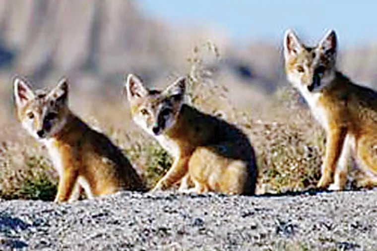 These swift foxes are among the stars of the Discovery Channel’s latest nature epic, “North America.”
Credit: Discovery