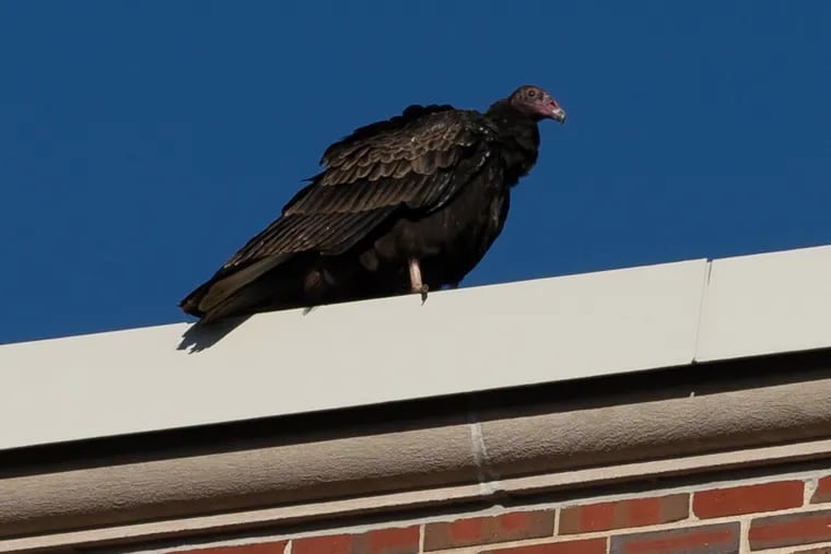 A turkey vulture perched on the roof of the seven-story Burlington County Courthouse.  Dozens of vultures circle above the courthouse, which is expected to host a high-profile trial in a $400k GoFundMe scam.