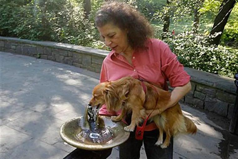Betsy Robinson gives her dog Maya a drink as they walk through Central Park in New York, Tuesday, May 25, 2010. Robinson enjoys the single life she's always had. (AP Photo/Seth Wenig)