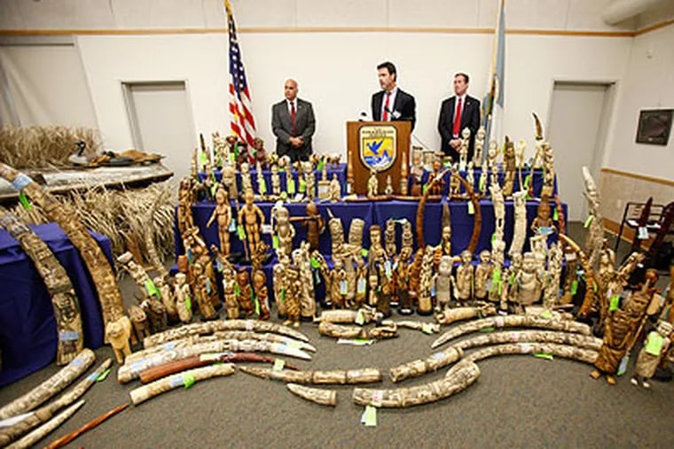 Ivory carvings from endangered African elephants, with officials of U.S. Fish and Wildlife Service. (David Swanson / Staff Photographer)