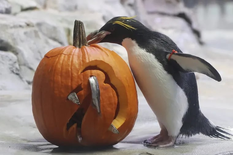 A perfect reflection of our weather ahead: frost warnings as we inch closer to Halloween.: a Macaroni Penguin and a (fish-themed) pumpkin at the Detroit Zoo.