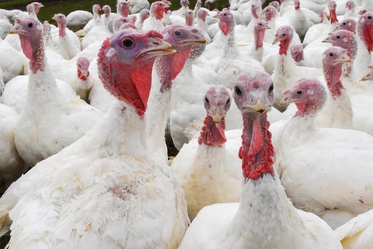Cold turkeys? Chill coming next week; will these birds at the Jaindl Turkey Co. live to see it?