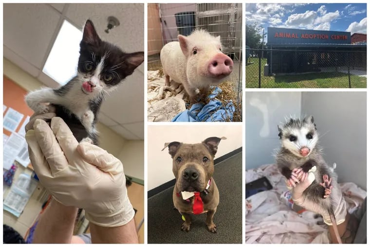 For the first time in history, ACCT Philly, the city's animal care and control organization, reached a 92% live release rate last month. Pictured are a few of the residents they took in last year.