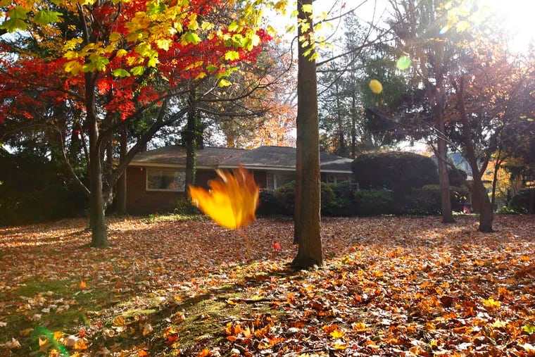 Leaves fall on a yard in Merion.