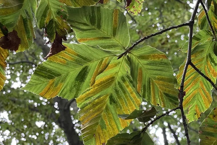 An example of how beech leaf disease (BLD) attacks leaves.