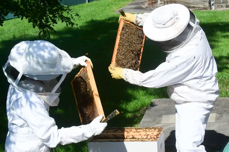 Bucknell University scientists Elizabeth Capaldi, left, and David Rovnyak inspect a hive of honeybees, one of which they will study later in a lab for signs of stress.